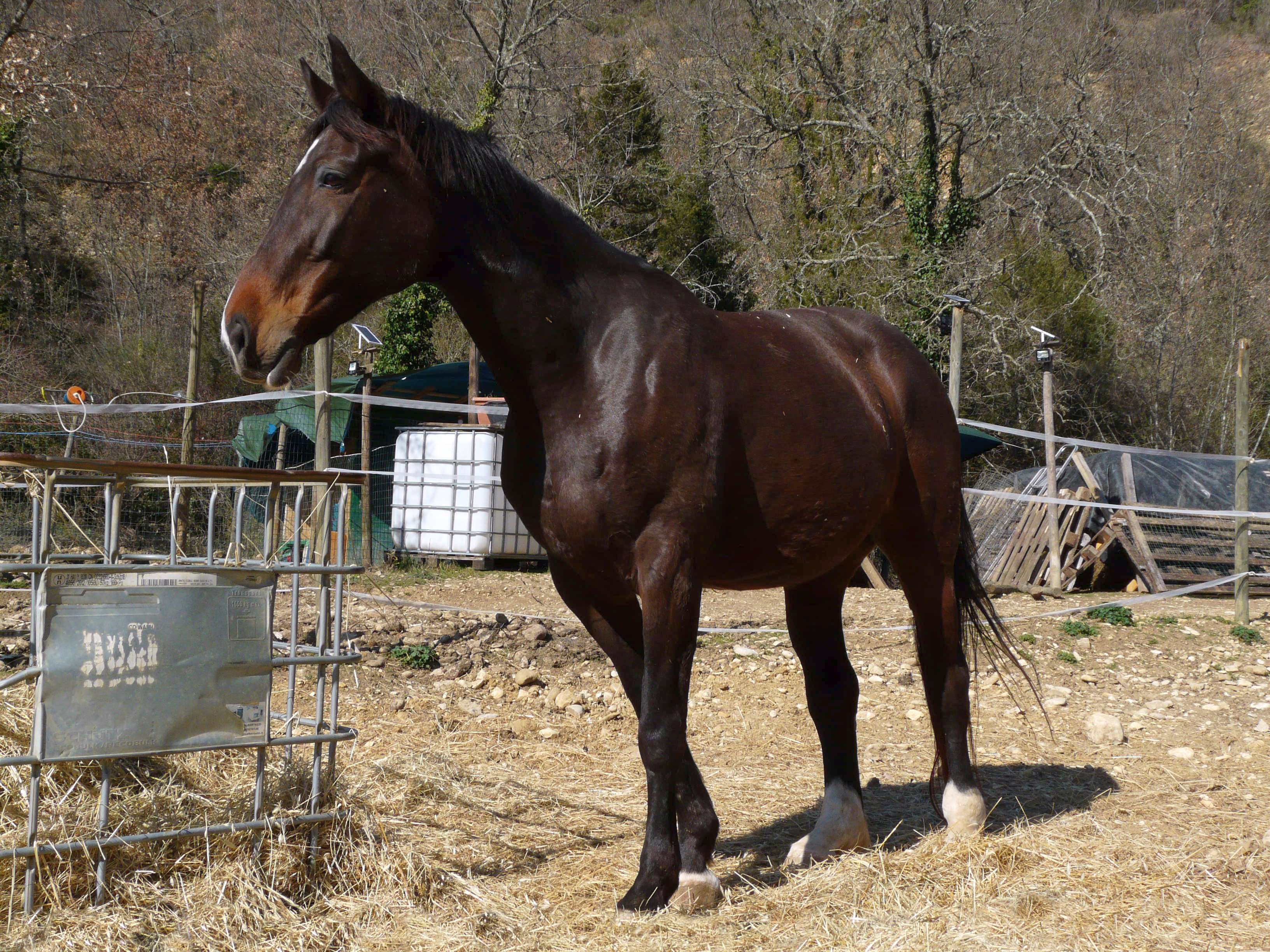 Butterfly Z, la mia prima cavalla da salto. Ha un carattere molto dolce.